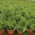 盆栽迷迭香山东青州草花苗木基地一手货源基地直发