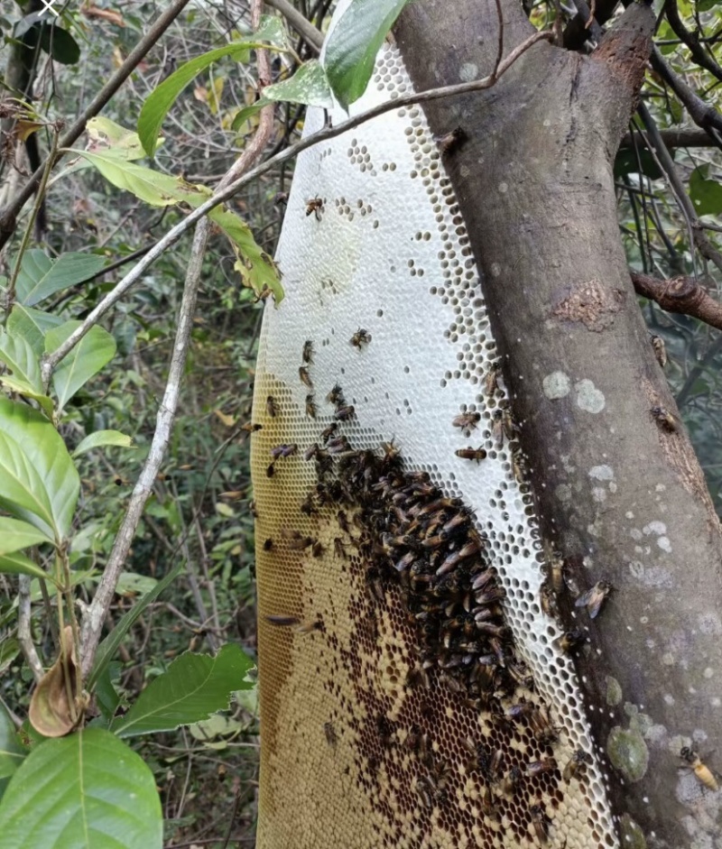 …海南纯野生大排蜂，蜂蜜无添加