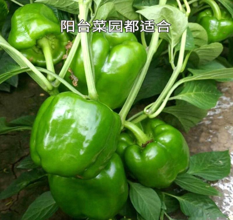 富万家105青椒种子甜椒灯笼椒种籽阳台盆栽基地菜园四季播
