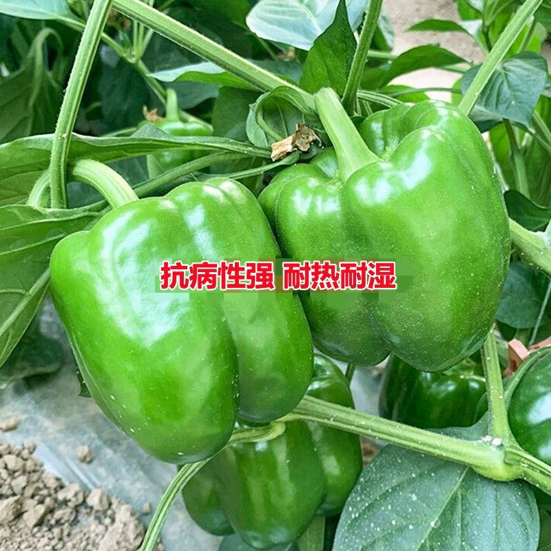 富万家105青椒种子甜椒灯笼椒种籽阳台盆栽基地菜园四季播