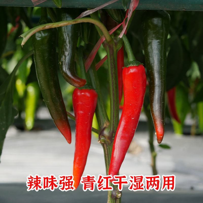 金蔬大果404美人椒种子中熟杂交高产海花红辣椒种籽较大