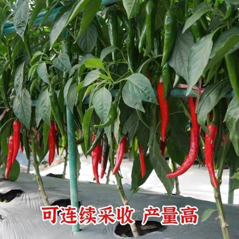 金蔬大果404美人椒种子中熟杂交高产海花红辣椒种籽较大