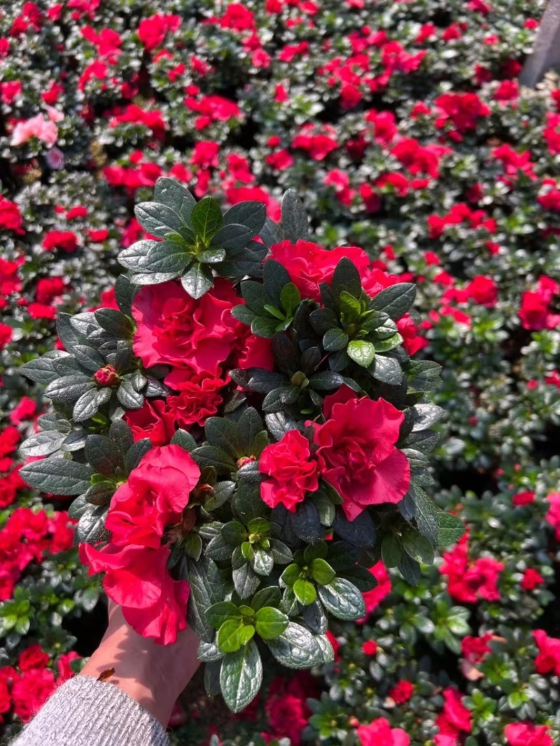 杜鹃花西洋杜鹃比利时杜鹃花梅红小桃红樱桃红各种规格基地