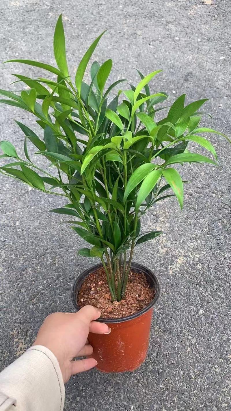 竹柏，四季平安竹，万年青，树桩竹柏，长叶竹柏，基地直发。