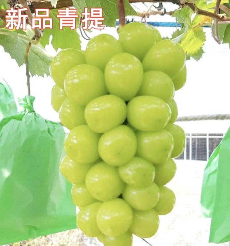 阳光玫瑰葡萄，产自浙江省台州市三门县，天然小气候。