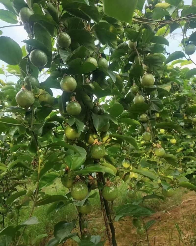黄金百香果钦蜜九号嫁接苗，拖病毒苗，叶色青秀，产量高，