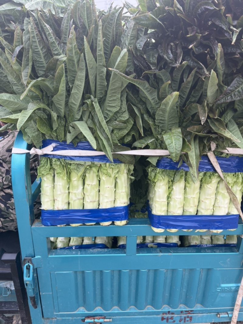 【精品】山东兰陵县莴笋青皮青肉大量有货欢迎实地考察选购