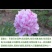 进口芍药鲜切花～巴茨拉、红富士、蓝富士、莎拉、杨妃出浴