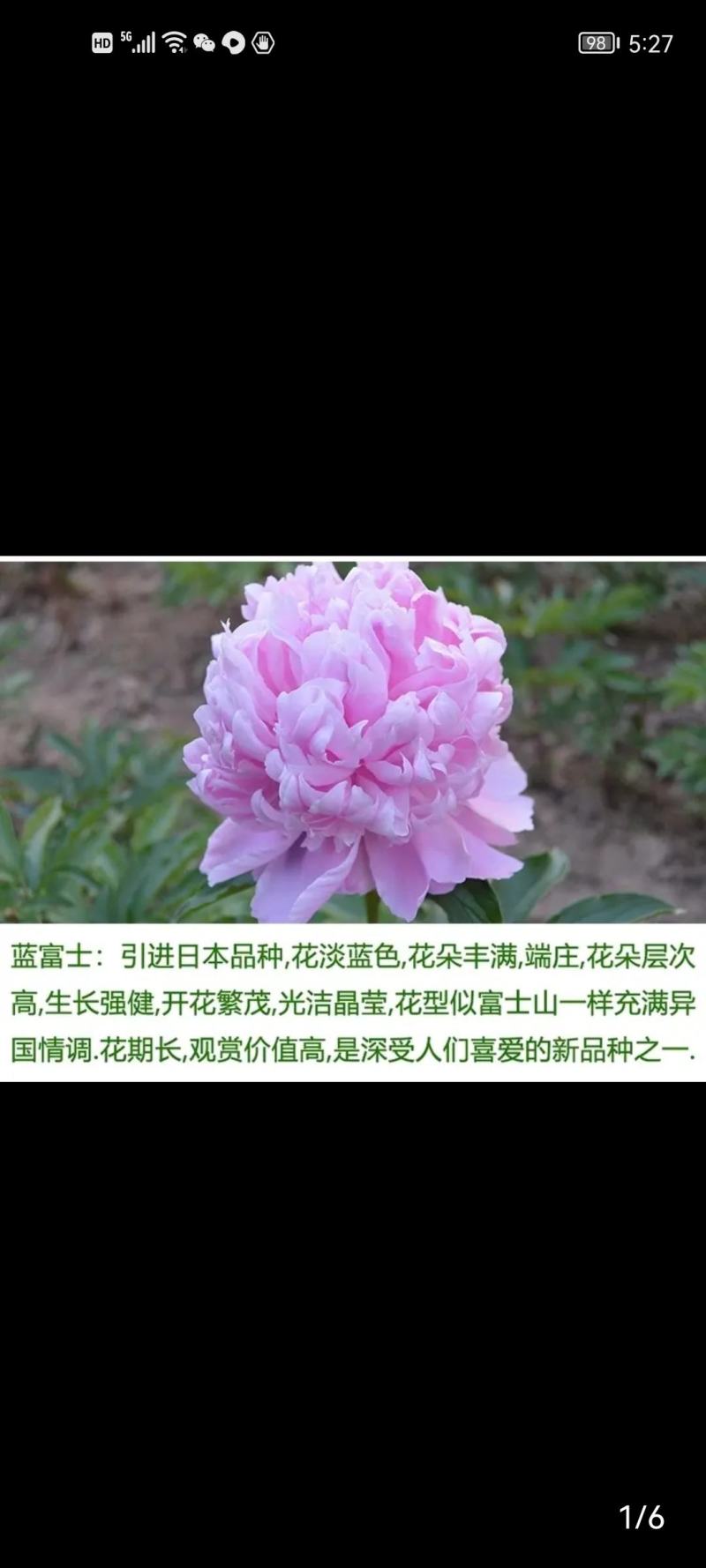 进口芍药鲜切花～巴茨拉、红富士、蓝富士、莎拉、杨妃出浴