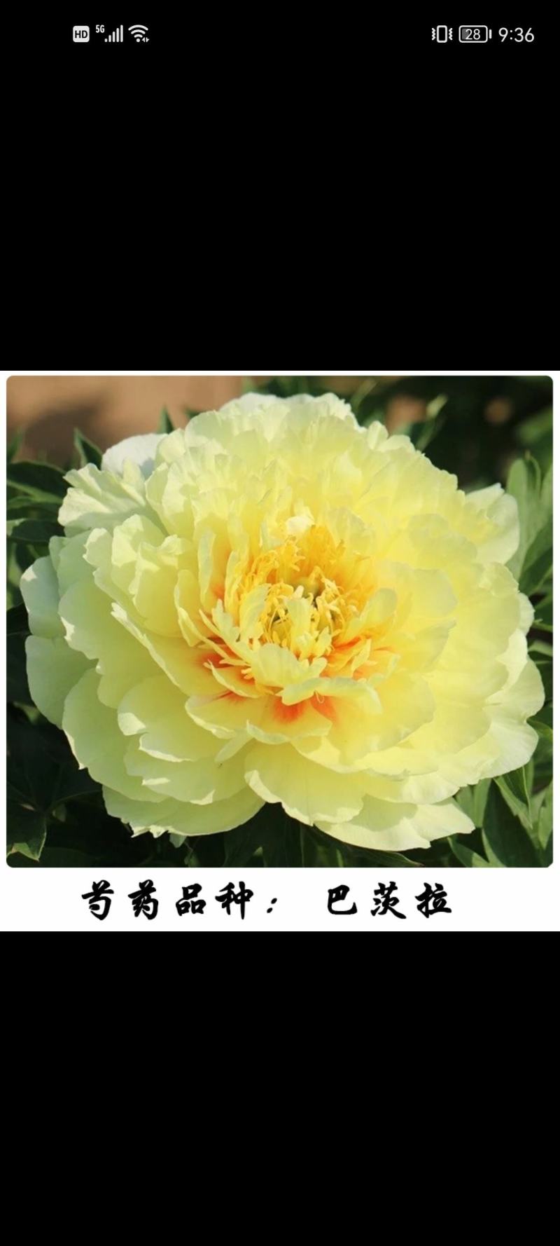 进口芍药鲜切花～巴茨拉、红富士、蓝富士、莎拉、杨妃出浴