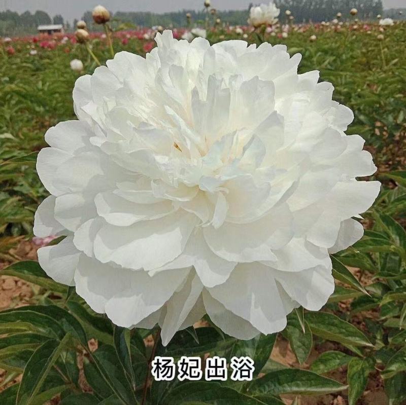 进口芍药鲜切花～巴茨拉、红富士、蓝富士、莎拉、杨妃出浴