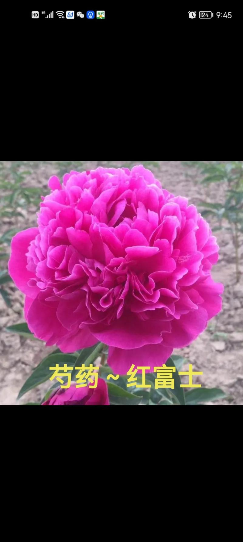 进口芍药鲜切花～巴茨拉、红富士、蓝富士、莎拉、杨妃出浴