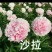 进口芍药鲜切花～巴茨拉、红富士、蓝富士、莎拉、杨妃出浴