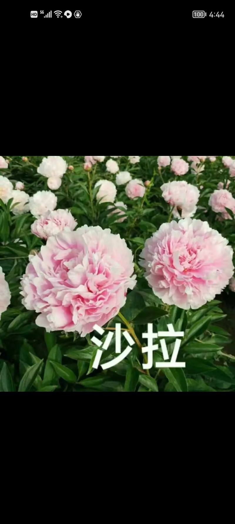 进口芍药鲜切花～巴茨拉、红富士、蓝富士、莎拉、杨妃出浴
