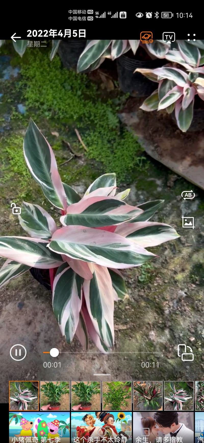 福建七彩竹芋，美丽竹芋，紫背竹芋，产地直销。