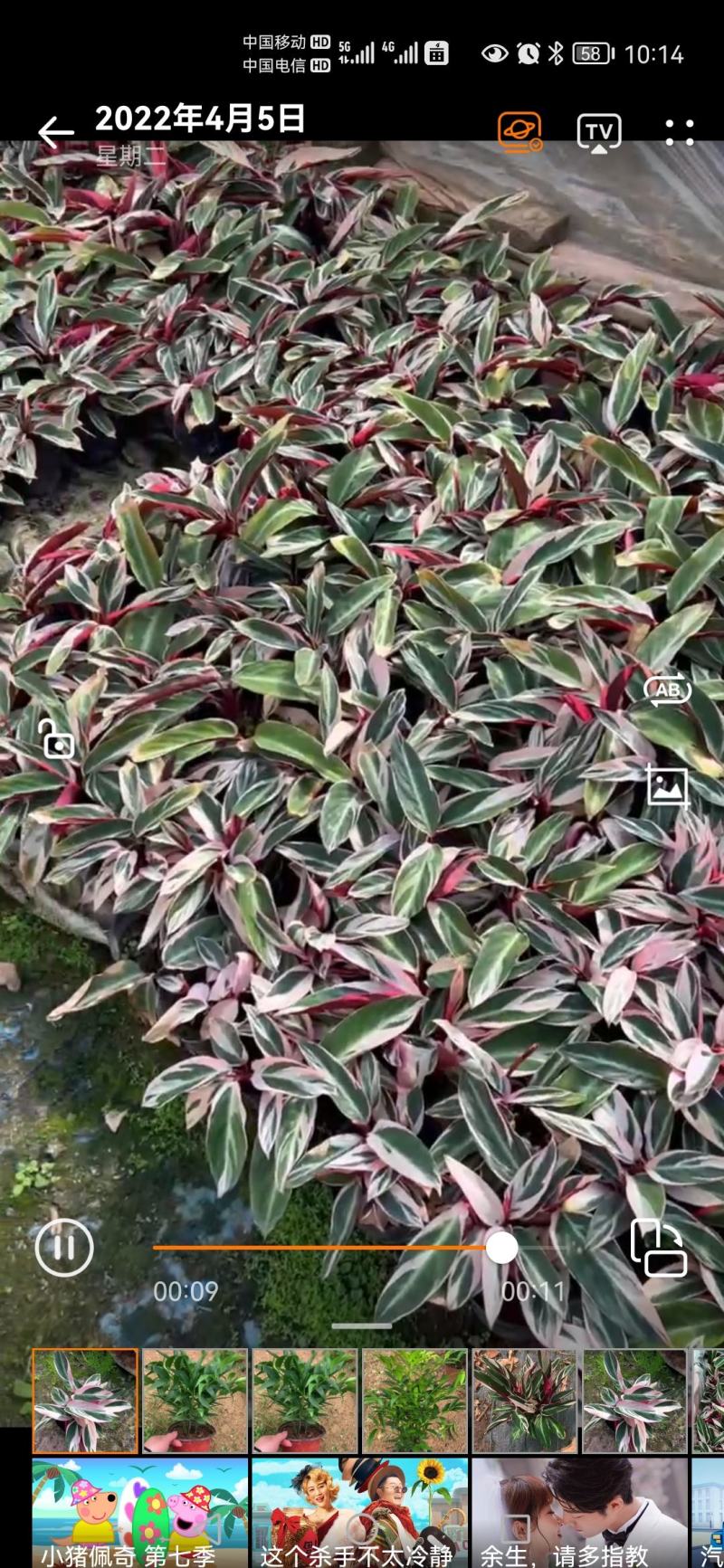 福建七彩竹芋，美丽竹芋，紫背竹芋，产地直销。
