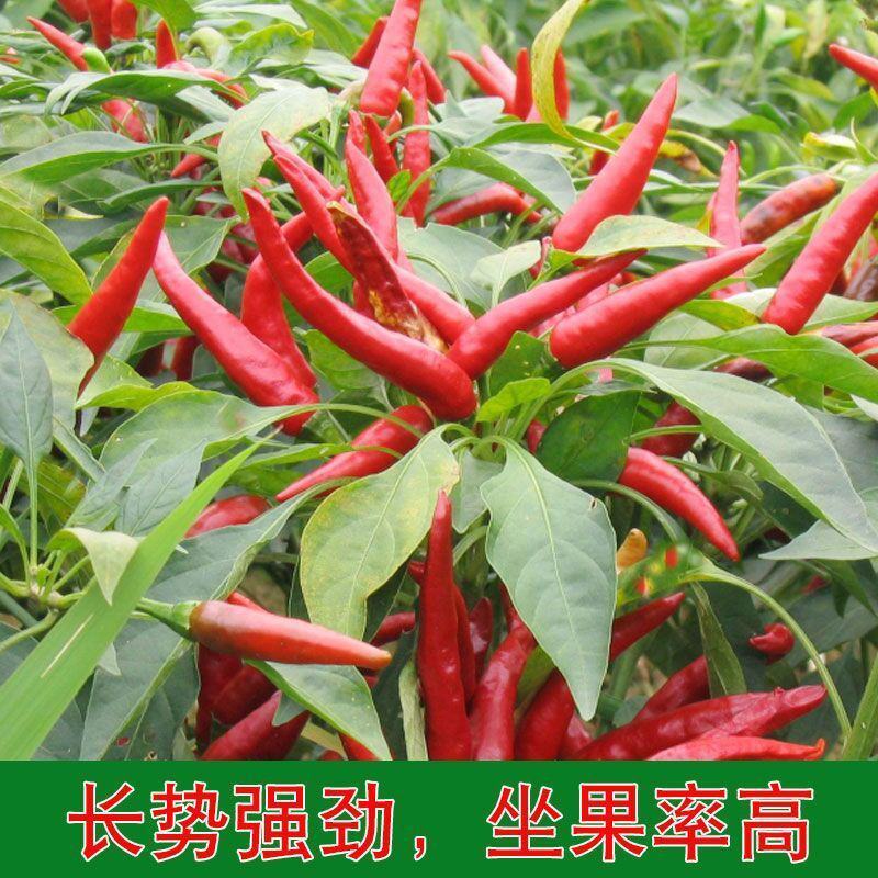 大禹红满天朝天椒辣椒种籽高产春秋播超辣长红朝天椒种子