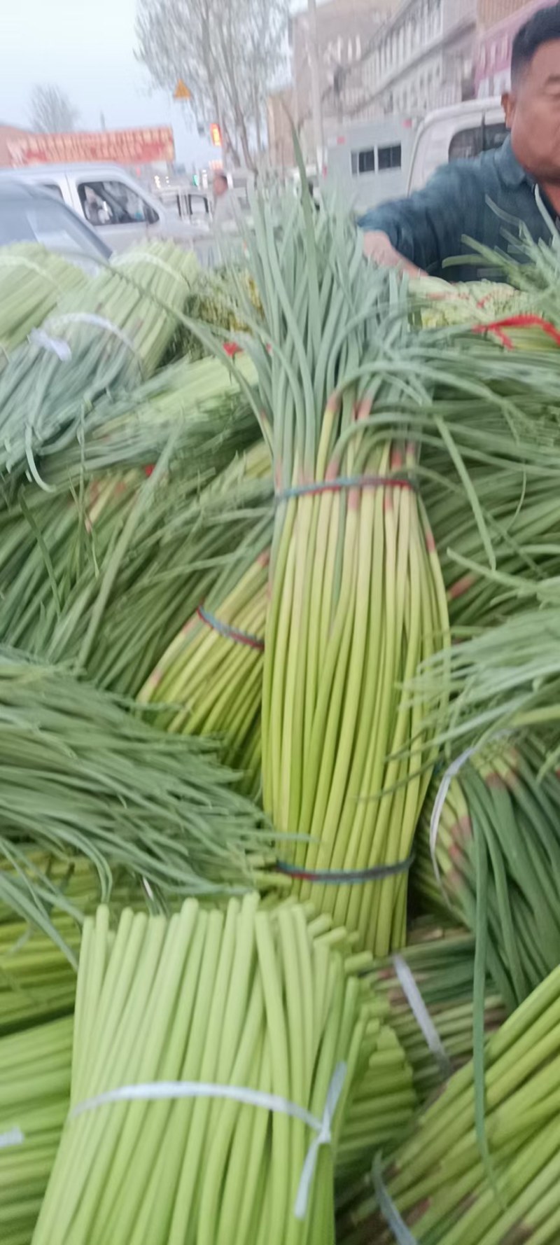 河南蒜苔红毛杂交蒜薹开封通许欢迎你们！根据需要走货！