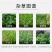 侨昌好盖高效氟吡甲禾灵大豆除草苗后除草剂农药