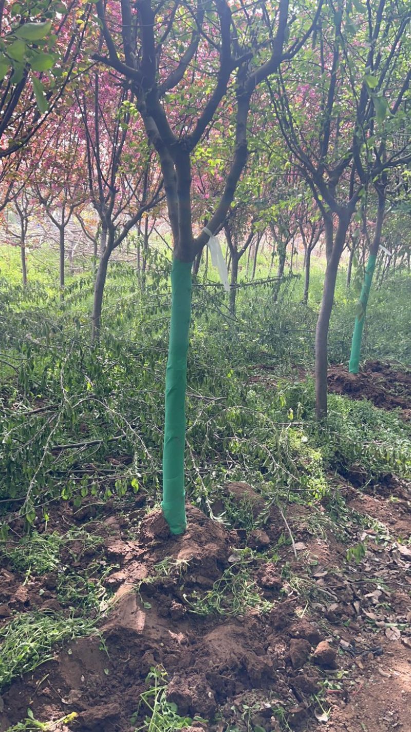垂丝海棠6～8公分起步，陕西货源，量大从优