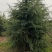雪松3～米到7.5米的各种规格都有，周至欢迎来电咨询订购