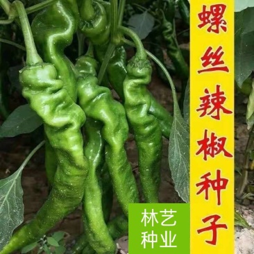 诚研洛椒53号特大果螺丝椒种子高产抗病毒病超辣坐果大田辣