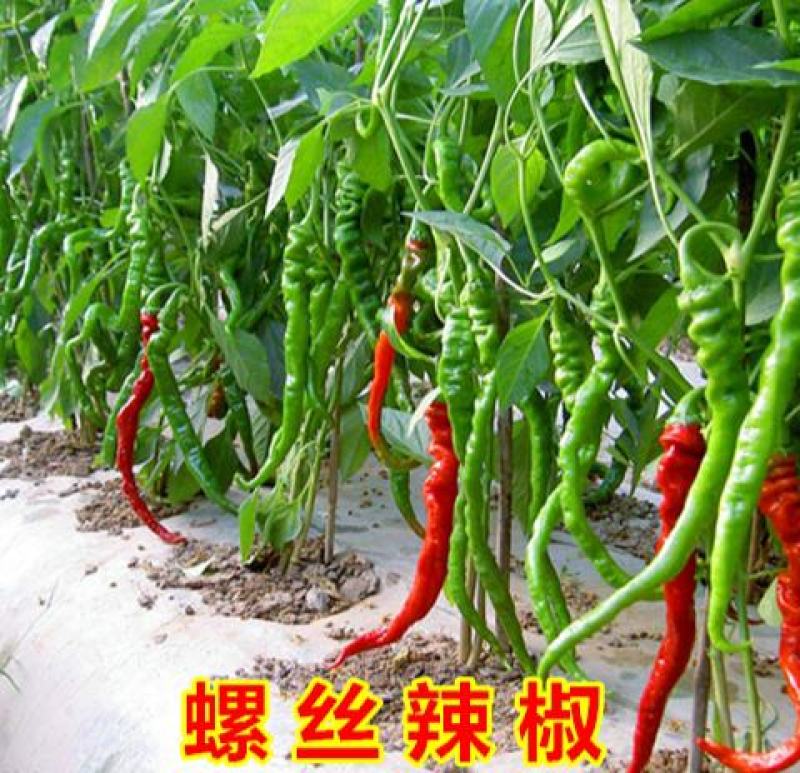诚研洛椒53号特大果螺丝椒种子高产抗病毒病超辣坐果大田辣