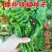 诚研洛椒53号特大果螺丝椒种子高产抗病毒病超辣坐果大田辣