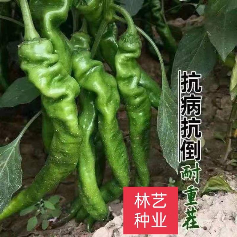 诚研洛椒53号特大果螺丝椒种子高产抗病毒病超辣坐果大田辣