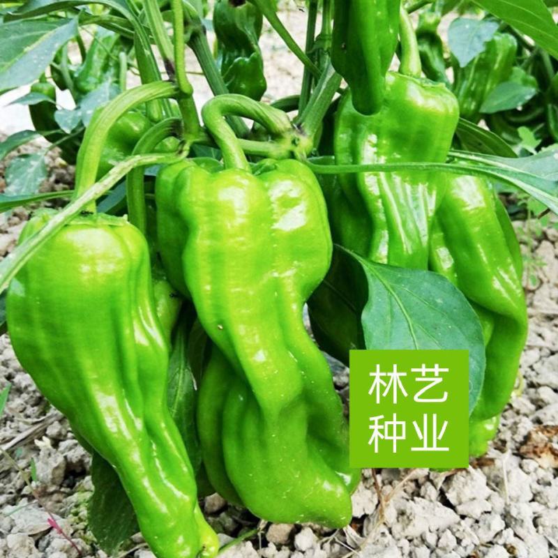 洛椒15号薄皮椒种子虎皮皱皮泡椒芜湖椒苏椒辣椒种籽高产微