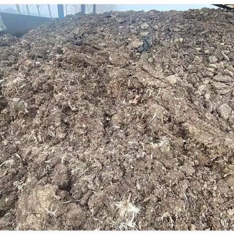 广东鸡粪养殖基地直供诚信经营货源充足量大从优需要电话联系