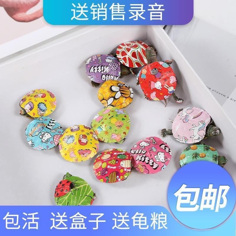 网红七彩小乌龟炫彩小乌龟包活邮送龟粮地摊夜市公园广场热销