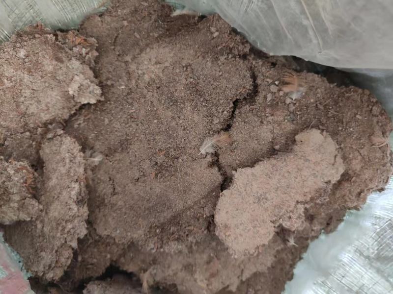 广东鸡粪养殖基地直供诚信经营货源充足量大从优需要电话联系