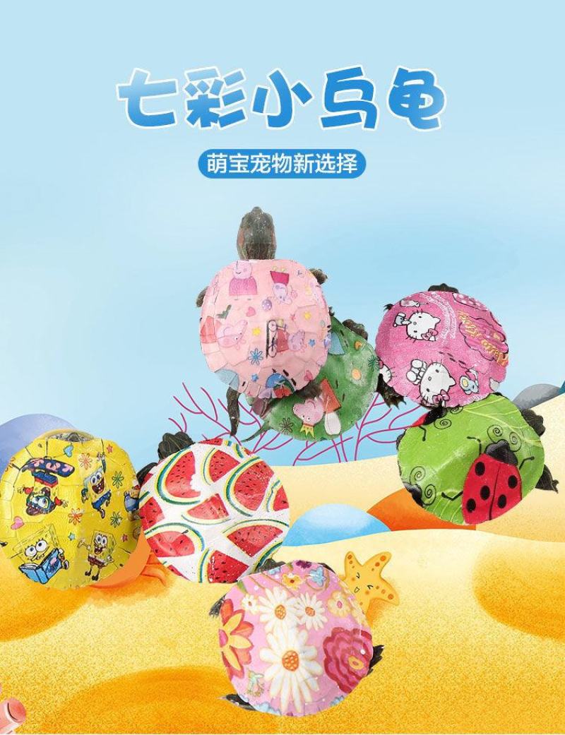 网红七彩小乌龟炫彩小乌龟包活邮送龟粮地摊夜市公园广场热销