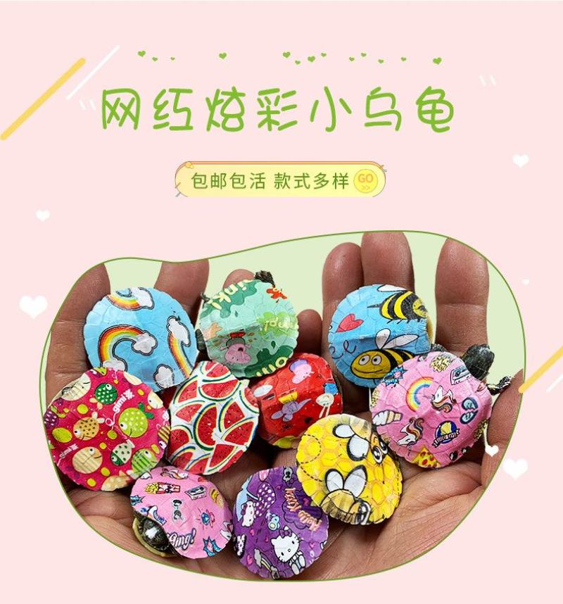 网红七彩小乌龟炫彩小乌龟包活邮送龟粮地摊夜市公园广场热销