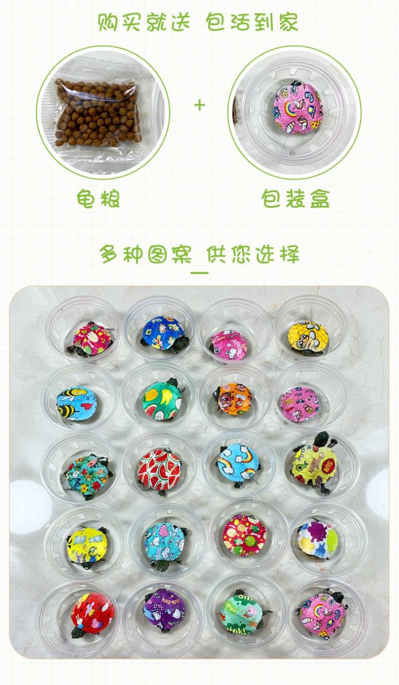 网红七彩小乌龟炫彩小乌龟包活邮送龟粮地摊夜市公园广场热销