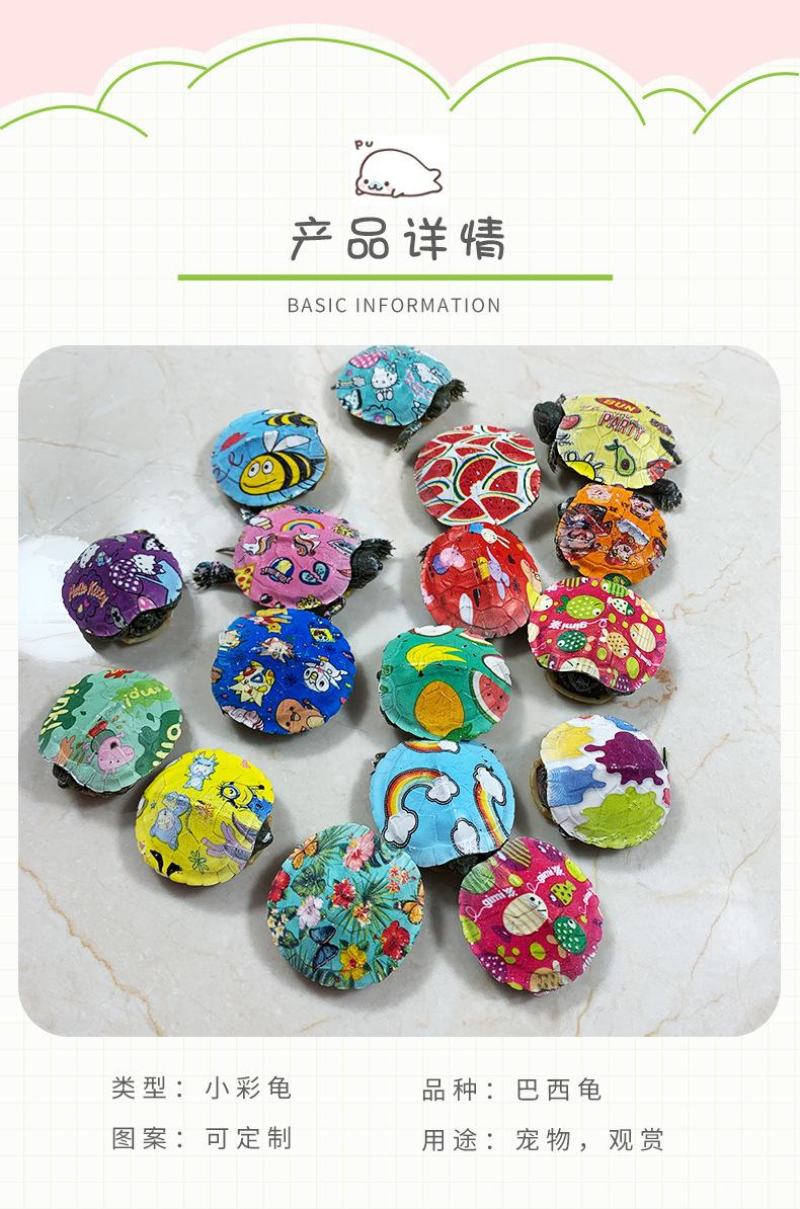 网红七彩小乌龟炫彩小乌龟包活邮送龟粮地摊夜市公园广场热销