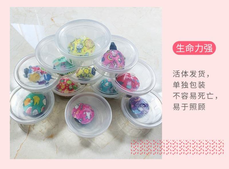 网红七彩小乌龟炫彩小乌龟包活邮送龟粮地摊夜市公园广场热销