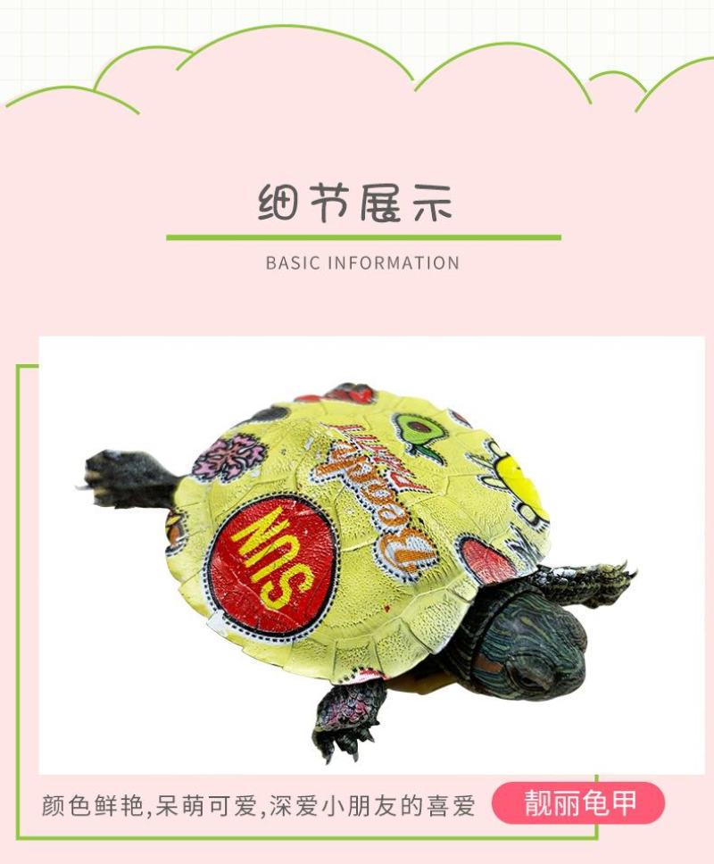 网红七彩小乌龟炫彩小乌龟包活邮送龟粮地摊夜市公园广场热销