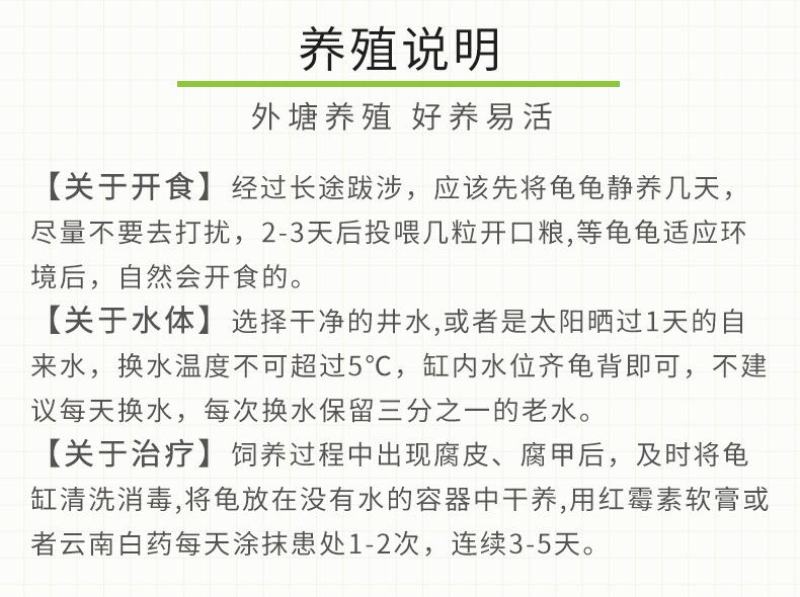 网红七彩小乌龟炫彩小乌龟包活邮送龟粮地摊夜市公园广场热销