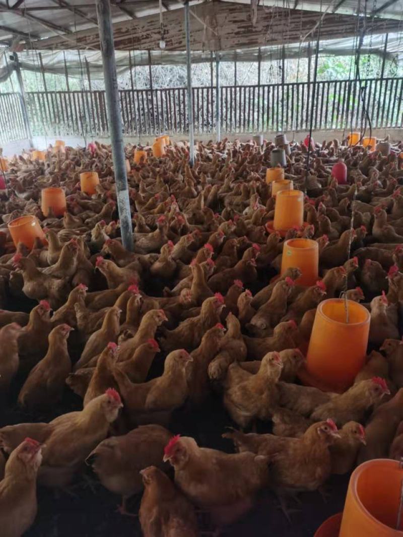 广东鸡粪养殖基地直供诚信经营货源充足量大从优需要电话联系