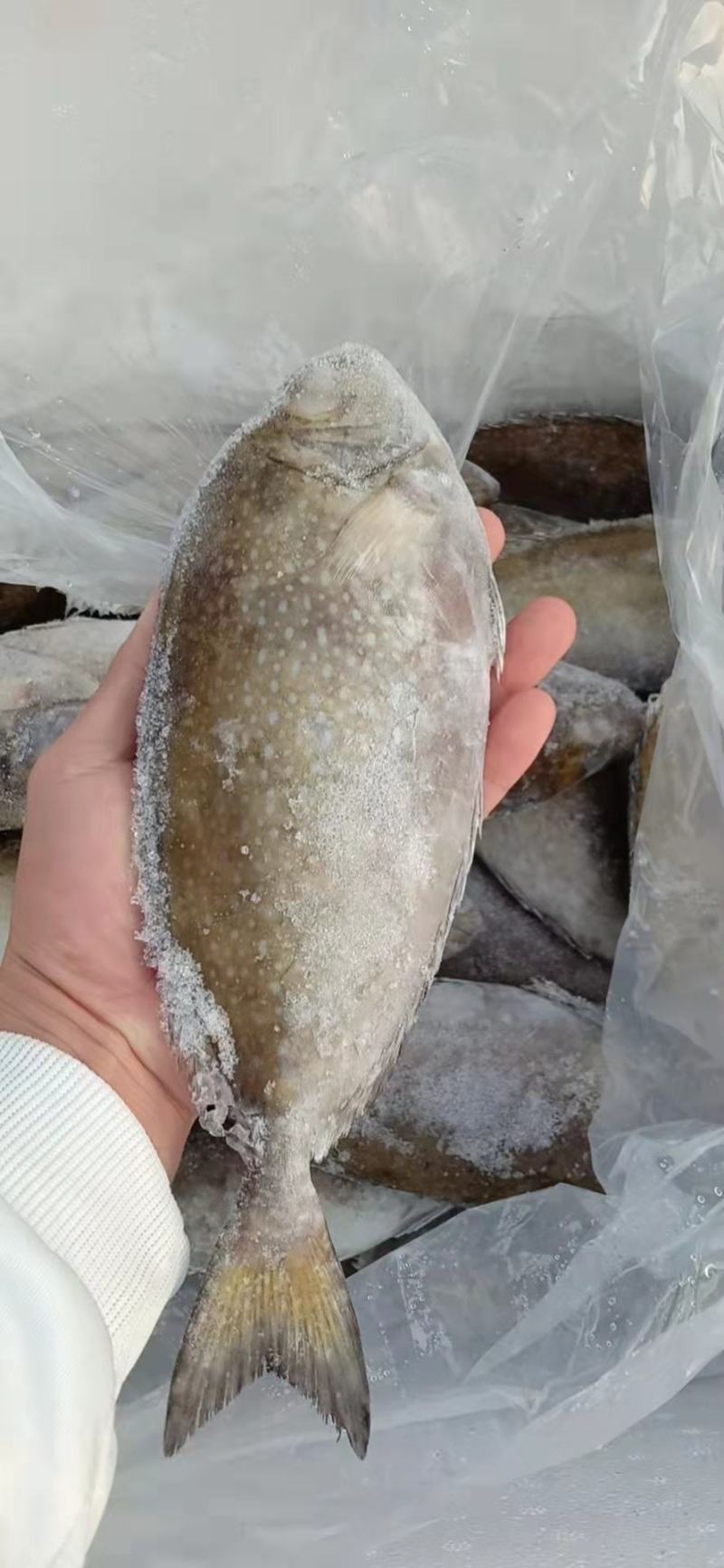 北部湾单冻泥猛鱼，价格连美，品质鲜美，大众适用