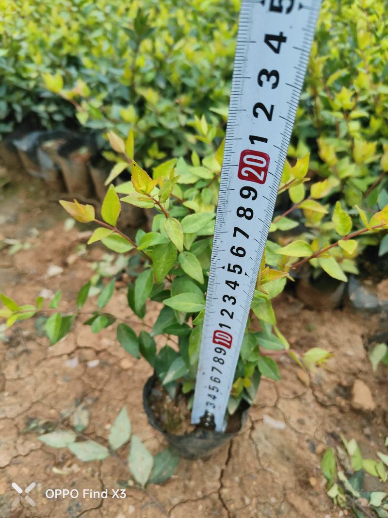 大花六道木10杯苗