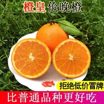 秭归伦晚血橙夏橙产地供应果园看果订货品优价廉