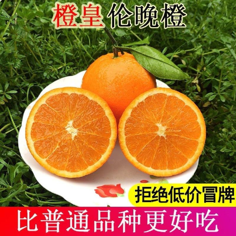 秭归伦晚血橙夏橙产地供应果园看果订货品优价廉