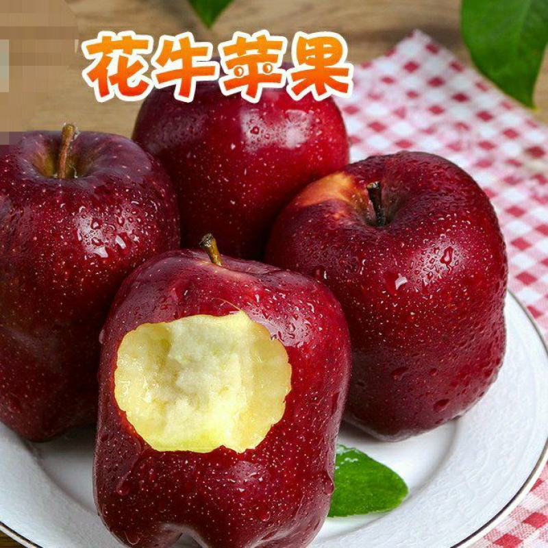 【花牛苹果】花牛苹果厂家直销】季脆甜花牛稀有苹果批发