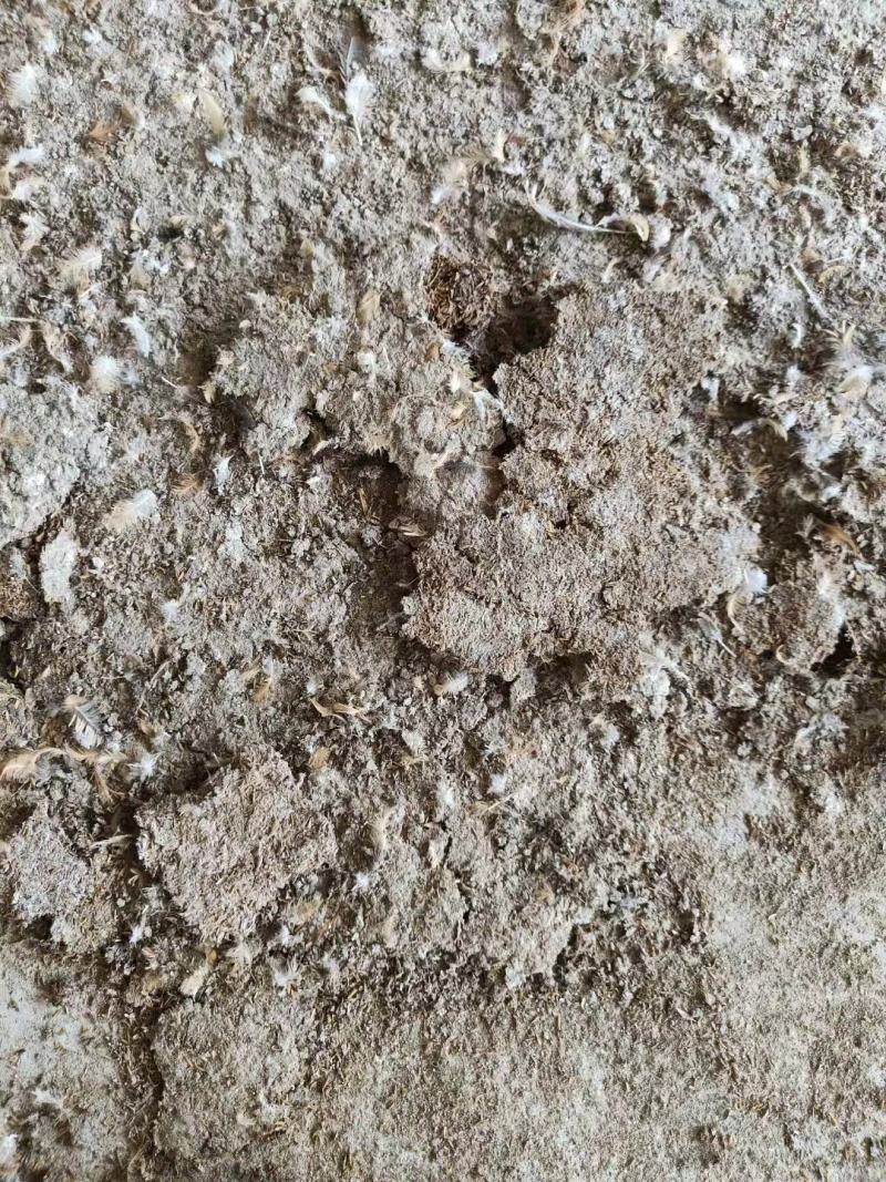 广东鸡粪养殖基地直供诚信经营货源充足量大从优需要电话联系