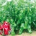 洛椒超越五号苏椒大果牛角辣椒种子青椒菜椒薄皮泡椒种籽诚研