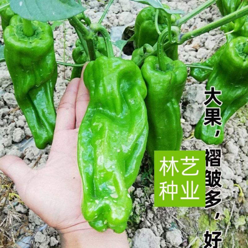 洛椒超越五号苏椒大果牛角辣椒种子青椒菜椒薄皮泡椒种籽诚研