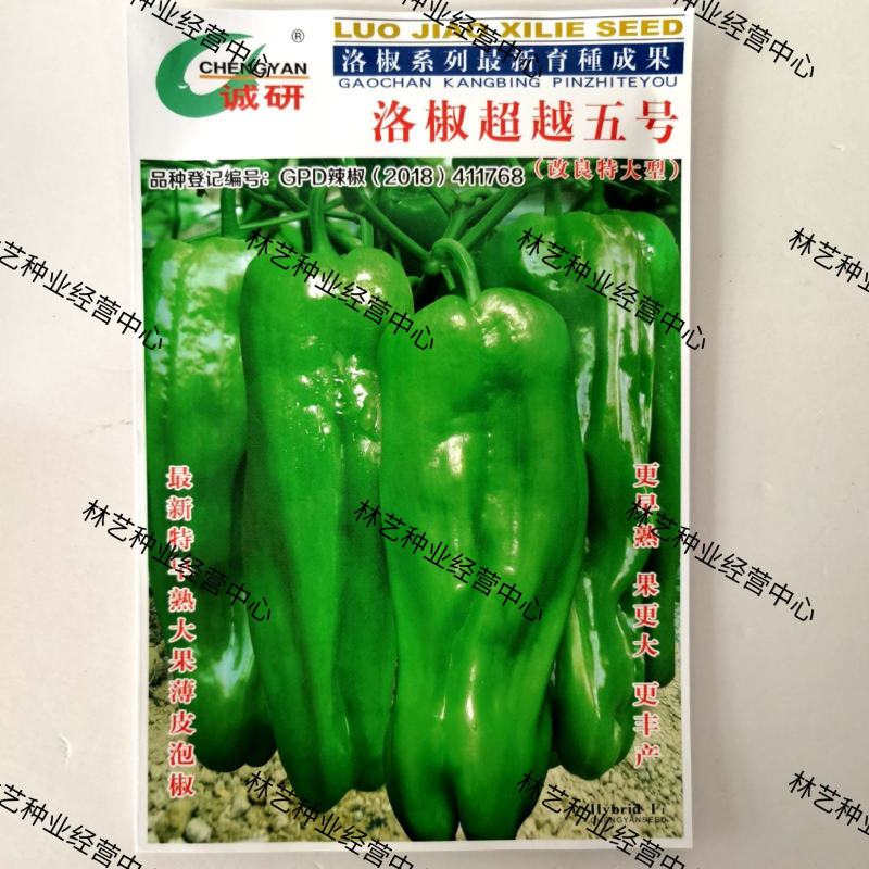 洛椒超越五号苏椒大果牛角辣椒种子青椒菜椒薄皮泡椒种籽诚研